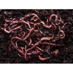 Buy Fishing Worms for Sale Online | Best Live Bait for Fishing